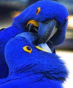 Blue Birds paint By Numbers