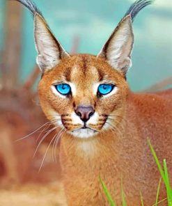 Caracal Blue Eyes paint by numbers