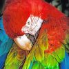 Close Up Parrot paint By Numbers