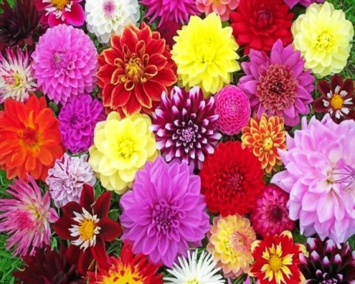 Collection Of Dahlias paint By Numbers