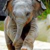 Cute Baby Elephant paint By Numbers