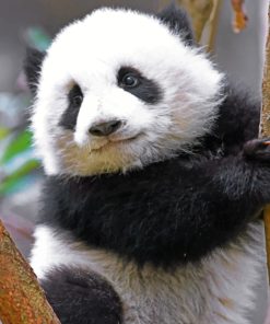 Cute Panda On Tree paint By Numbers