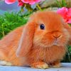 Cute Rabbit paint By Numbers