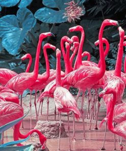 Flamingos paint By Numbers