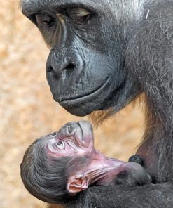 Gorilla Mother And Newborn Baby paint By Numbers