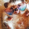 Hedgehog With Sunglasses Paint By Numbers