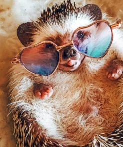 Hedgehog With Sunglasses Paint By Numbers
