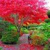 Japanese Maple Tree In Garden paint By Numbers