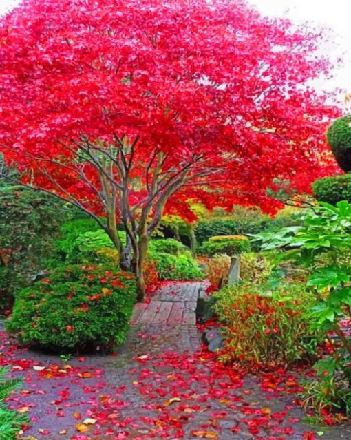 Japanese Maple Tree In Garden paint By Numbers
