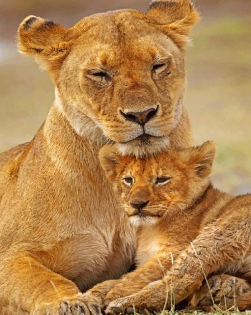 Lion Cub paint By NumbersAnd Mom