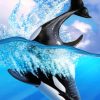 Orca Whale paint by Numbers