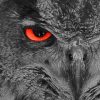 Owl With Red Eye paint by Numbers