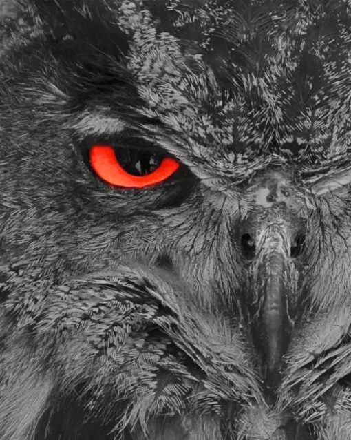 Owl With Red Eye paint by Numbers