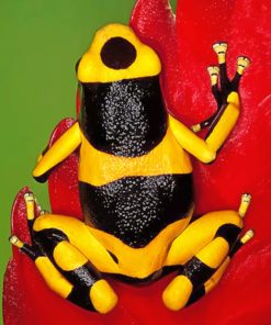 Poison Dart Frog paint By Number