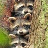 Raccoons In A tree Hole paint By Numbers