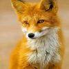 Red Fox paint By Numbers