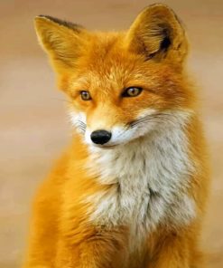 Red Fox paint By Numbers