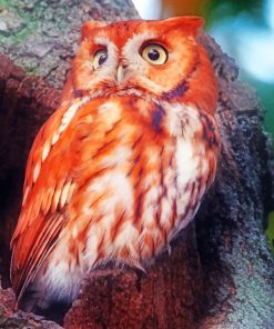 Red Owl paint By Numbers
