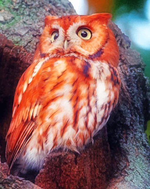 Red Owl paint By Numbers