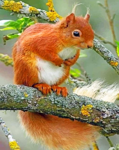 Squirrel paint By Numbers