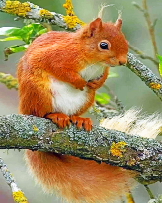 Squirrel paint By Numbers