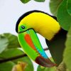 Toucan Bird Paint By Numbers