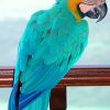 Turquoise Macaw paint By Numbers