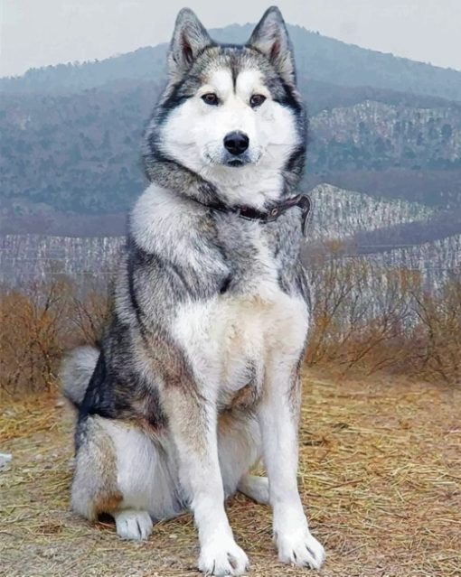 White Husky paint By Numbers