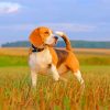 Beagle Dog paint by numbers