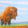 Bison Animal Art paint by numbers