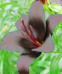 Black Lily Flower paint by numbers