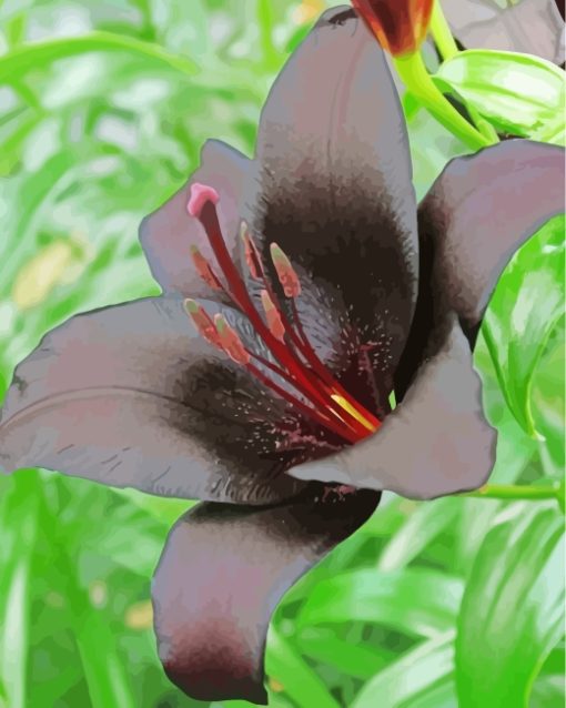 Black Lily Flower paint by numbers