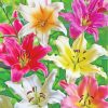 Blooming Lilies Flowers paint by numbers