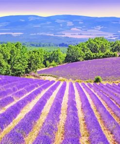 Blooming Lavender Field Provence paint by numbers