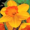 Blooming Orange Daffodil paint by numbers