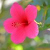 Blooming Pink Hibiscus paint by numbers