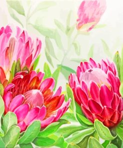 Blooming Pink Protea Flowers paint by numbers