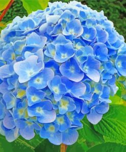Blue Hydrangeas Flowers paint by numbers