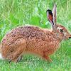 Brown Hare Animal paint by numbers
