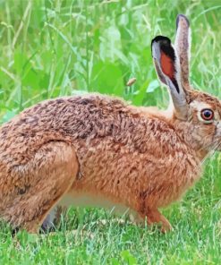 Brown Hare Animal paint by numbers