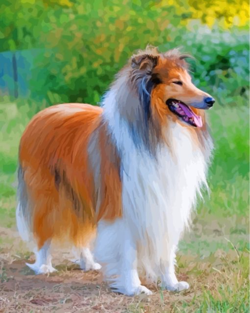 Collie Dog paint by numbers