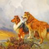 Aesthetic Collie Dogs paint by numbers