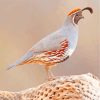 Common Quail Bird On Branch paint by numbers