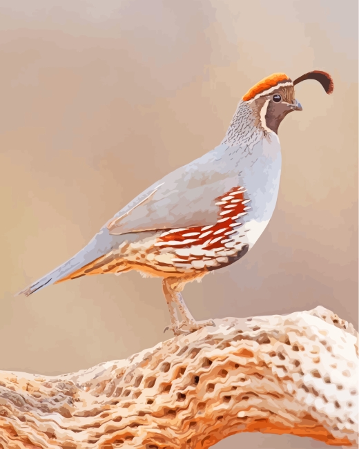 Common Quail Bird On Branch paint by numbers