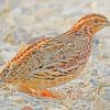 Common Quail Bird paint by numbers