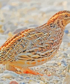 Common Quail Bird paint by numbers