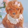 Cute Brown Poodle paint by numbers