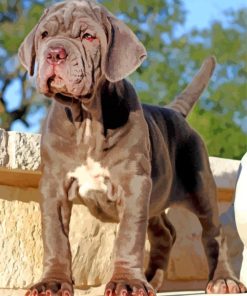Black English Mastiff paint by numbers