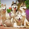 Huskies Dogs Animals paint by numbers