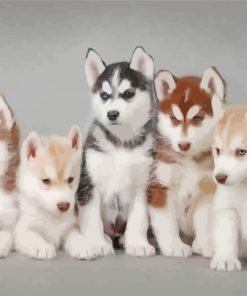 Huskies Puppies paint by numbers